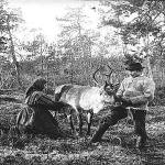 Man and woman milking reindeer in Muotkavaara.jpg